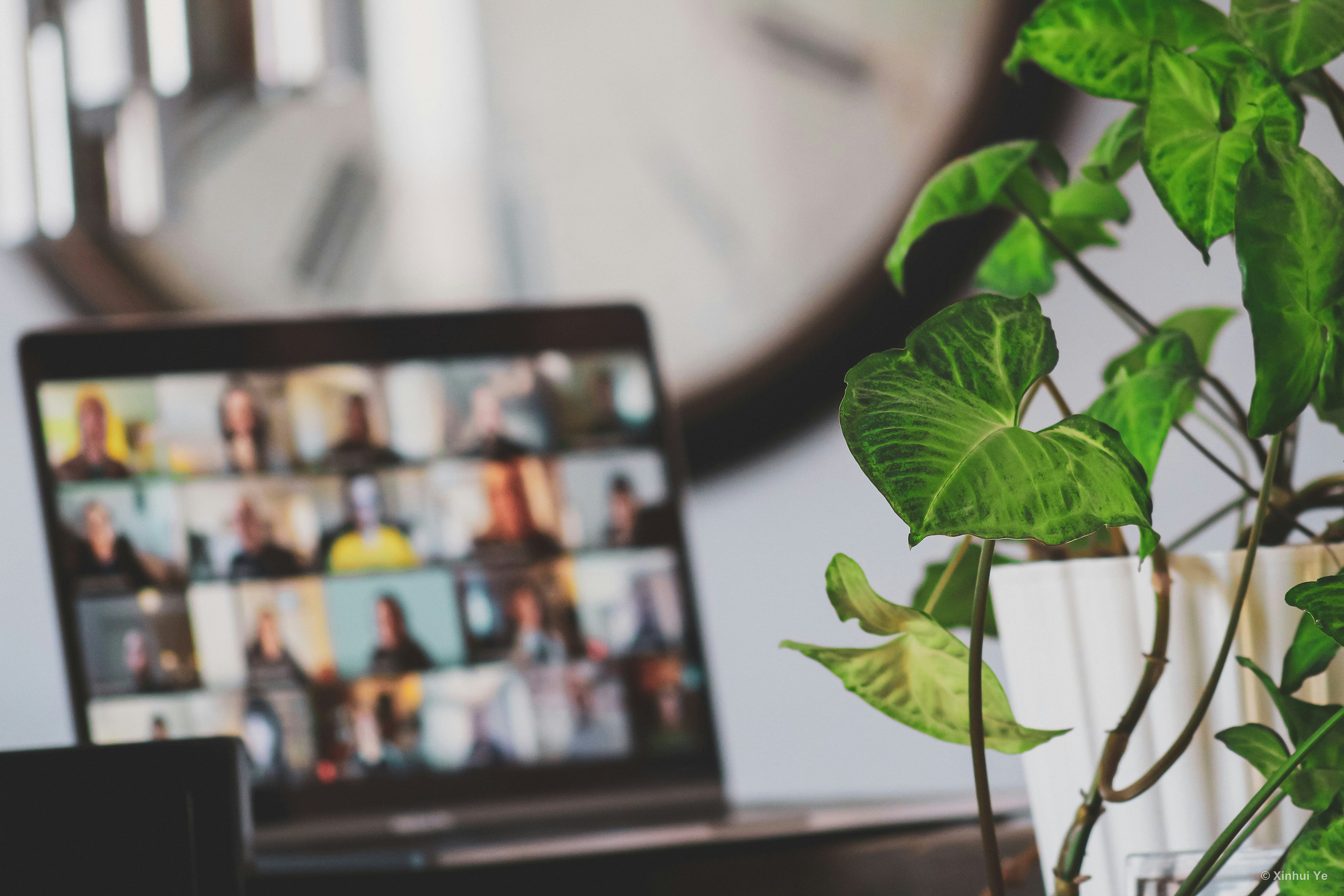 A video call on a laptop beside a houseplant
